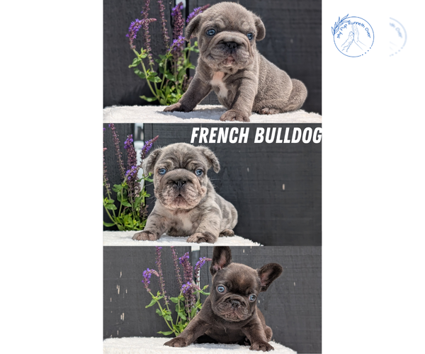 Medium Photo #1 French Bulldog Puppy For Sale in GOSHEN, IN, USA