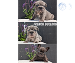 Image preview for Ad Listing. Nickname: Litter of 3
