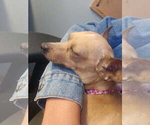 Cricket - Female Chihuahua-Unknown Mix Dog for Adoption - Photo #5