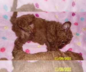 Poodle (Miniature) Puppy for sale in DULUTH, GA, USA