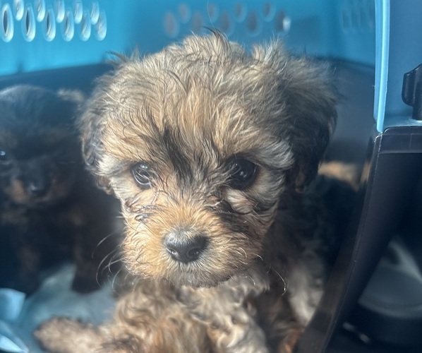 Medium Photo #1 Yorkipoo Puppy For Sale in ARLINGTON, TX, USA