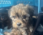 Puppy Sapphire Yorkipoo