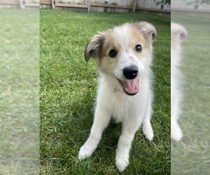 Aussie Pyrenees Dogs for adoption in Genesee, WI, USA