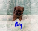 Small Photo #3 Shiranian Puppy For Sale in FARR WEST, UT, USA