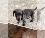 Small Photo #2 Dachshund Puppy For Sale in LOBELVILLE, TN, USA