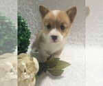 Small Photo #4 Pembroke Welsh Corgi Puppy For Sale in FREDERICKSBG, OH, USA