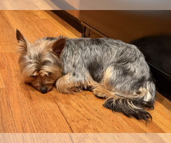 Medium Photo #5 Mutt Puppy For Sale in Allentown,, PA, USA