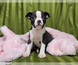 Boston Terrier Puppy for Sale in MARIETTA, Georgia USA