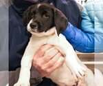 Small Photo #4 Lab-Pointer Puppy For Sale in Washington, DC, USA