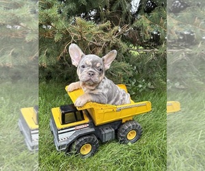 French Bulldog Puppy for sale in MIDDLEBURY, IN, USA