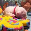 Small Photo #166 Dogo Argentino Puppy For Sale in PINEVILLE, MO, USA