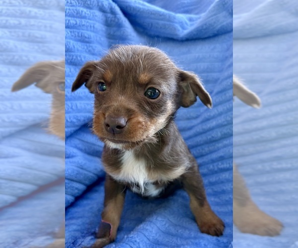 Medium Photo #4 Chihuahua Puppy For Sale in FAIR HAVEN, MI, USA