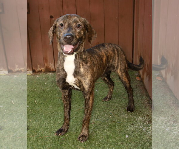 Medium Photo #2 Harrier-Mountain Cur Mix Puppy For Sale in Oakland Park, FL, USA