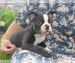 Boston Terrier Puppy for sale in GREENWOOD, WI, USA