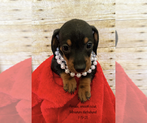 Dachshund Puppy for sale in ACTON, CA, USA