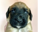 Puppy 5 Boxer-Poodle (Standard) Mix