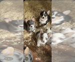 Small #11 Cardigan Welsh Corgi-Pembroke Welsh Corgi Mix