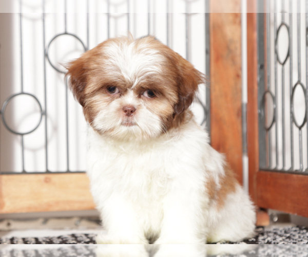 Medium Photo #3 Shih Tzu Puppy For Sale in NAPLES, FL, USA