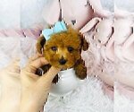 Small #8 Poodle (Toy)