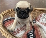 Small Photo #3 Pug Puppy For Sale in SAINT AUGUSTINE, FL, USA