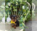 Small #2 Yorkshire Terrier