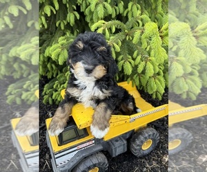 Bernedoodle Puppy for sale in MIDDLEBURY, IN, USA