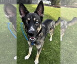 Small #5 German Shepherd Dog