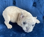 Small Photo #13 French Bulldog Puppy For Sale in NEW YORK, NY, USA