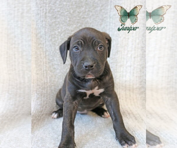 Medium Photo #10 Mastiff-Unknown Mix Puppy For Sale in Wakefield, RI, USA