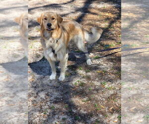 Father of the Golden Retriever puppies born on 04/29/2026