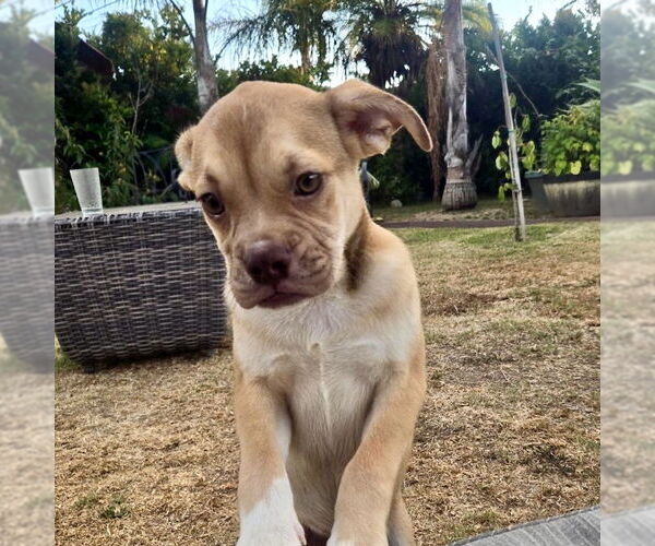 Medium Photo #5 Miniature Bulldog Puppy For Sale in San Juan Capistrano, CA, USA