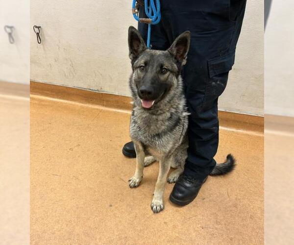 Medium Photo #1 German Shepherd Dog Puppy For Sale in Martinez, CA, USA