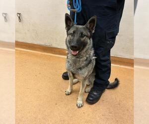 German Shepherd Dog Dogs for adoption in Martinez, CA, USA