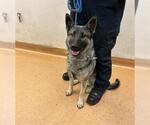 Small German Shepherd Dog