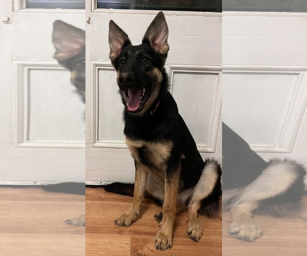 Medium Photo #1 German Shepherd Dog Puppy For Sale in Uwchlan, PA, USA