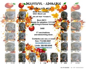 Lab'Aire Puppy for sale in PORT ANGELES, WA, USA