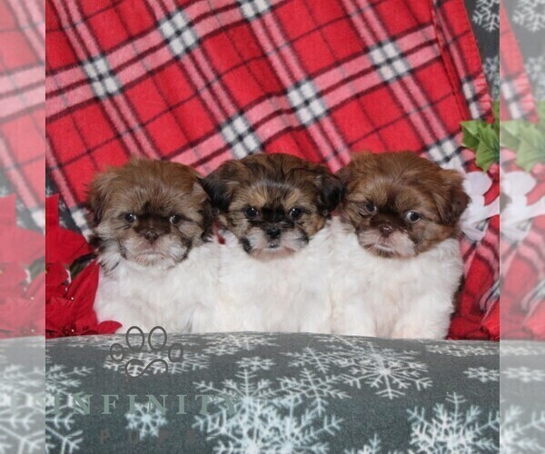 Medium Photo #2 Shih Tzu Puppy For Sale in WINDSOR, PA, USA