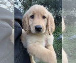 Small #2 Golden Retriever