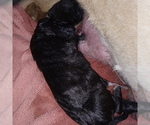 Small Photo #7 Great Dane Puppy For Sale in PIERSON, MI, USA