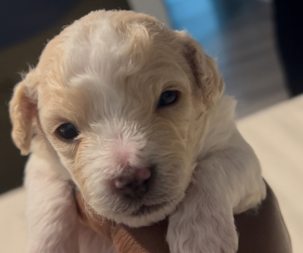 Medium Photo #5 YorkiePoo Puppy For Sale in MONTGOMERY VILLAGE, MD, USA