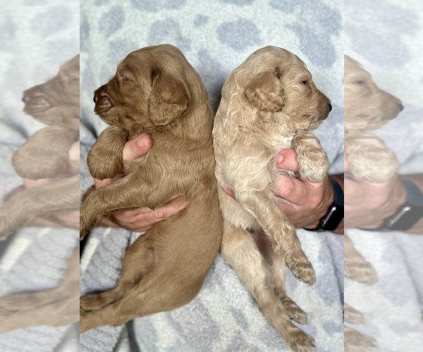 Medium Photo #5 Goldendoodle mix (+ Poodle Standard) Puppy For Sale in NEWVILLE, AL, USA
