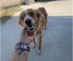 Small #1 Papillon Mix