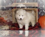 Small Photo #5 Samoyed Puppy For Sale in LUBLIN, WI, USA