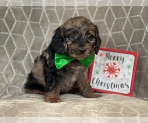 Cocker Spaniel-Poodle (Miniature) Mix Puppy for sale in LAKELAND, FL, USA