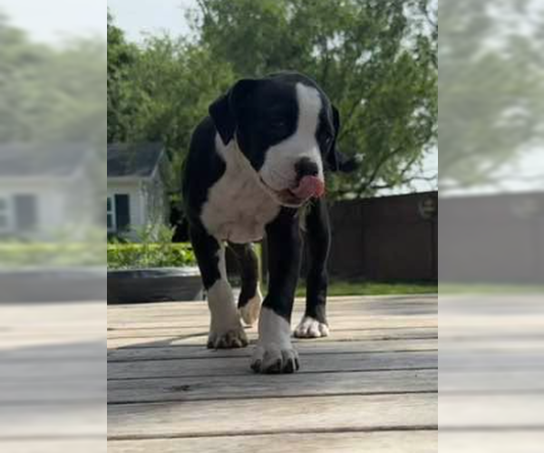 Medium Photo #11 Boxer-Unknown Mix Puppy For Sale in Wenonah, NJ, USA