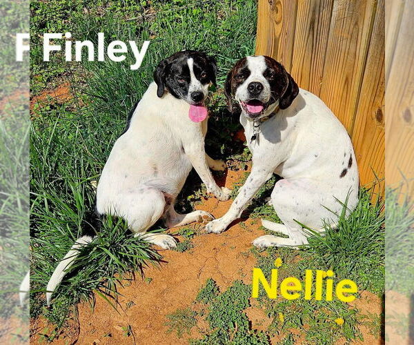 Medium Photo #5 Boglen Terrier Puppy For Sale in Rustburg, VA, USA