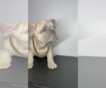 Puppy Peach French Bulldog
