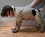 Puppy 4 German Shorthaired Pointer