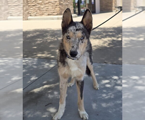 Medium Photo #11 Catahoula Leopard Dog-Collie Mix Puppy For Sale in Lakewood, CO, USA