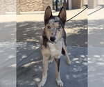 Small #10 Catahoula Leopard Dog-Collie Mix